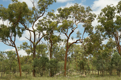 Corymbia