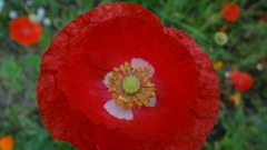 Papaver rhoeas