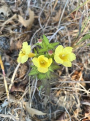 Aureolaria pedicularia