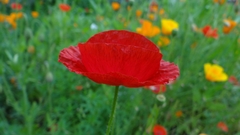 Papaver rhoeas