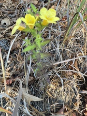 Aureolaria pedicularia