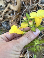 Aureolaria pedicularia