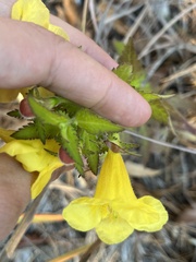 Aureolaria pedicularia