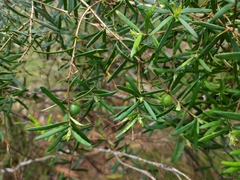 Persoonia mollis