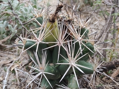 Coryphantha robustispina scheeri