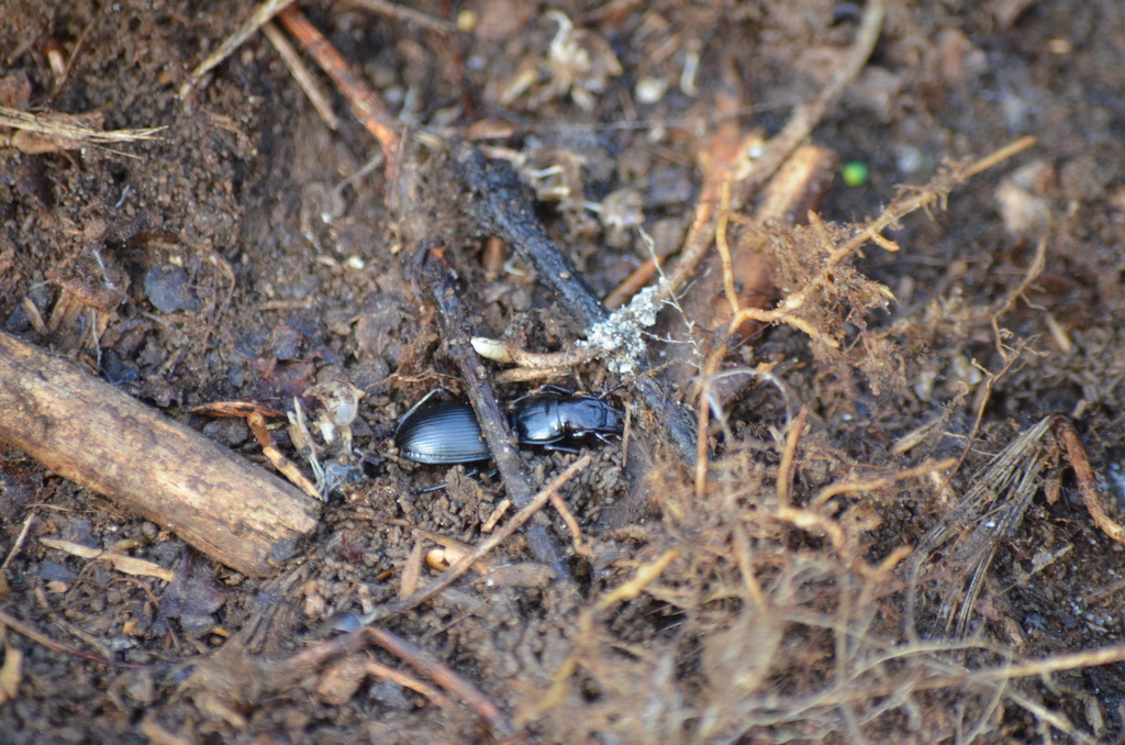 Pterostichus rostratus