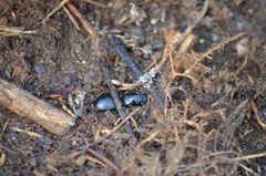 Pterostichus rostratus