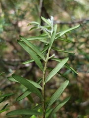 Persoonia mollis