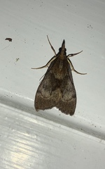 Uresiphita