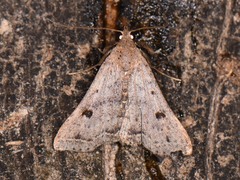 Bleptina caradrinalis