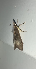 Uresiphita