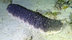 Holothuria mexicana