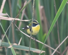 Tachuris rubrigastra