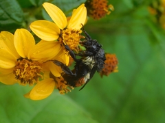 Bombus ephippiatus