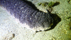 Holothuria mexicana