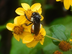 Bombus ephippiatus
