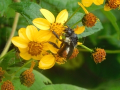 Bombus ephippiatus