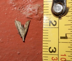Diplopseustis