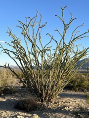 Fouquieria splendens splendens