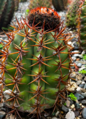 Melocactus conoideus