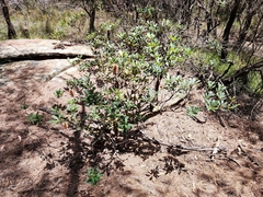 Banksia paludosa
