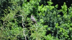 Molothrus bonariensis