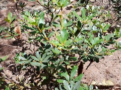 Banksia paludosa