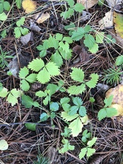 Rubus pubescens