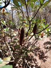 Banksia paludosa