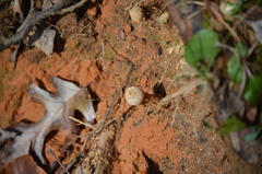 Calostoma ravenelii