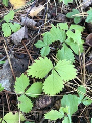 Rubus pubescens