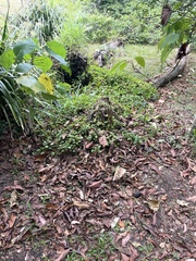 Plectranthus verticillatus