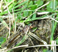 Archichauliodes guttiferus