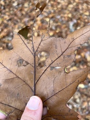 Macrodiplosis qoruca