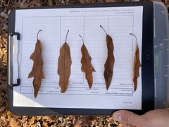 Quercus × heterophylla