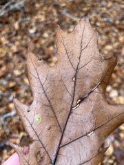 Macrodiplosis qoruca