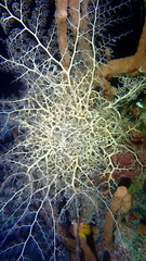 Astrophyton muricatum