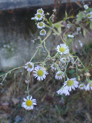 Erigeron philadelphicus
