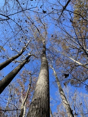 Quercus × heterophylla