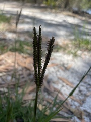 Paspalum notatum