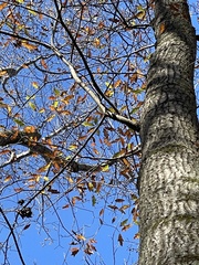 Quercus × heterophylla