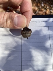 Quercus × heterophylla