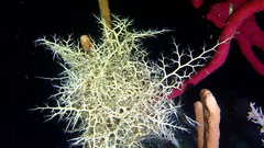 Astrophyton muricatum