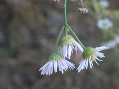 Erigeron philadelphicus