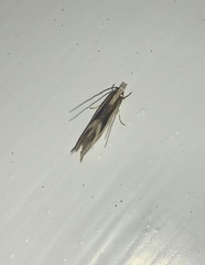 Erechthias chasmatias