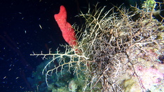 Astrophyton muricatum