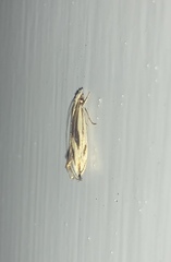 Erechthias chasmatias