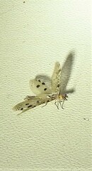 Archichauliodes guttiferus