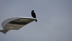 Molothrus bonariensis