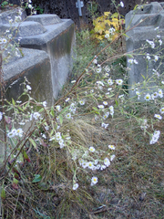 Erigeron philadelphicus